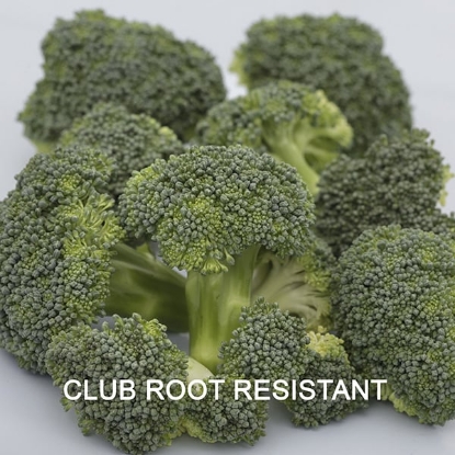 Picture of Calabrese (Broccoli) Monclano F1